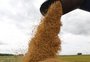 Agro "salva a lavoura" e lidera crescimento do PIB do RS, mesmo em ano de estiagem