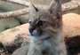 Menos de 250 vivos: conheça o fantasma do pampa e saiba por que o felino corre risco de extinção