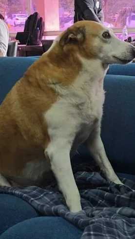 O que você não sabe sobre Podrão Silveira, o cão da UFSM