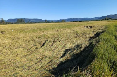 Colheita do arroz atinge 79,19% da área semeada. Lavouras foram acamadas pelo excesso de chuva<!-- NICAID(16019186) -->