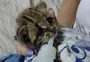 Filhote de gato-maracajá com 28 dias é resgatado em Panambi; assista ao vídeo