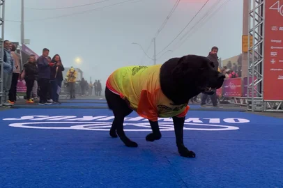 Conheça Estiador, cachorro "mascote" da Maratona de Porto Alegre<!-- NICAID(16054670) -->