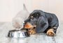 Cinco maneiras de prevenir doenças renais em cães e gatos