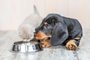 Dachshund puppy and kitten eat together from one bowl at home.Indexador: Ermolaev Alexandr AlexandrovichFonte: 263603368<!-- NICAID(15616801) -->