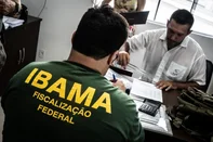 ITAJAÍ, SC – No início de fevereiro de 2023, IBAMA realizou ação de fiscalização conjunta com a Sea Shepherd Brasil em empresas que comercializam barbatanas de tubarão e mercado de peixes de Itajaí. Como parte da operação, uma embarcação foi apreendida por não ser autorizada a exercer a pesca em desacordo com a licença expedida. A embarcação  possuía cerca de 13 toneladas de peixes, incluindo tubarões anequim (mako) e azul, todos apreendidos. A empresa proprietária teve a apreensão da embarcação e dos petrechos de pesca. Uma multa será aplicada com valor a definir. Durante a operação, também foram expedidas multas a comerciantes e coletas de amostras de tubarões vendidos, tanto barbatanas quanto postas em mercado local, foram coletadas para investigação se é espécie legalizada para o comércio.<!-- NICAID(15460622) -->