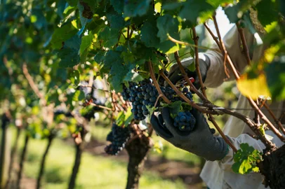 Anderson Pagani / Divulgação image