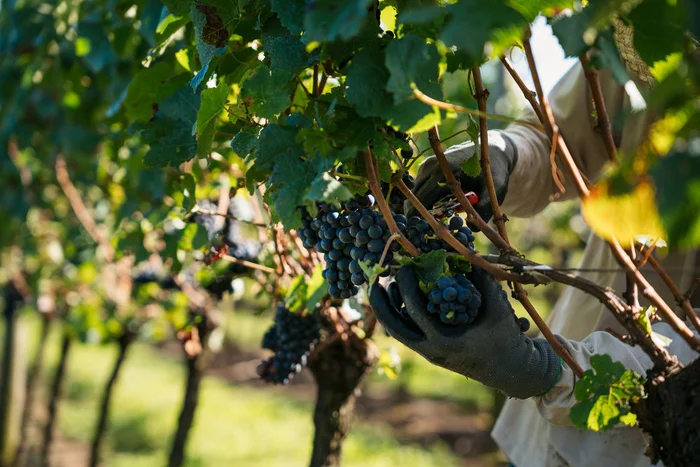 Anderson Pagani / Divulgação