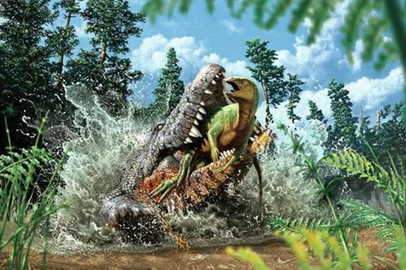 Advanced nuclear and synchrotron imaging has confirmed that a 93-million-year-old crocodile found in Central Queensland devoured a juvenile dinosaur based on remains found in the fossilised stomach contents.<!-- NICAID(15019596) -->