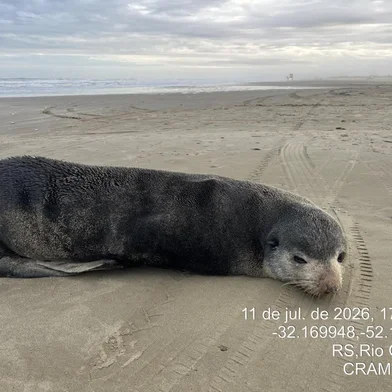 lobo marinho resgatado na Praia do Cassino<!-- NICAID(16337177) -->