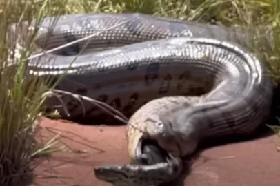 Vídeo gravado pelo pescador Marcelo Filho, de Goiás, mostra uma sucuri verde regurgitando outra menor da mesma espécie.<!-- NICAID(15436608) -->