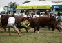 FOTOS: touros duelam durante a cerimônia de abertura da Expointer