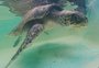 O caminho de volta ao mar: como funciona o centro que resgata e reabilita tartarugas marinhas no Litoral Sul