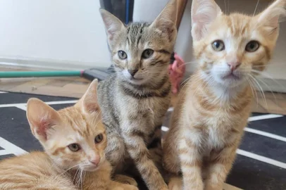 Com o final de ano e as férias se aproximando, uma preocupação se intensifica para aqueles que lidam com a causa animal: o abandono de pets. Bichinhos, até então parte de uma família, são frequentemente descartados em estradas, terrenos baldios ou até mesmo nos lixos da cidade por aqueles que deveriam amá-los e cuidá-los. Além de cruel, essa atitude cria um problema de saúde pública e de sobrecarga em canis municipais e projetos voluntários.Segundo estimativas do canil municipal de São Leopoldo, o número de atendimentos e acolhimento de animais quase dobram nos meses de dezembro e janeiro. Para a diretora do canil, Maria da Graça Moreira, 57 anos, isso reflete uma triste realidade vivida anualmente:_ Essa época do ano é o foco desse tipo de crime (o abandono), também dos atropelamentos e maus tratos dos animais deixados pelos tutores e que não sabem andar ou viver sozinhos na rua. Uma coisa leva a outra e tudo começa no abandono _ exemplifica. <!-- NICAID(15300398) -->