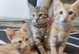 Campanha faz alerta sobre abandono de animais nesta época do ano; saiba como ajudar