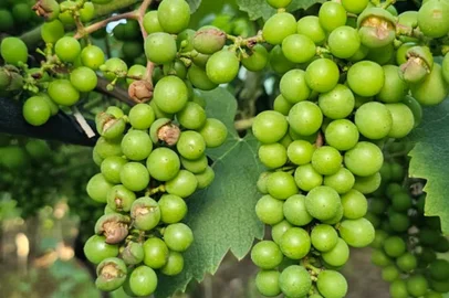 Hortifrúti tem baixa na oferta em Caxias do Sul devido a eventos climáticos de 2023<!-- NICAID(15603083) -->