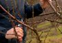 Poda de inverno prepara próxima safra de pêssego em Pelotas; expectativa é colher 36 mil toneladas