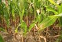 Alta de custos e estiagem: por que a combinação ameaça a agricultura familiar no RS