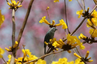 Primavera em Passo Fundo<!-- NICAID(16127168) -->