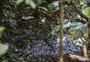 Em meio a avanço da dengue na Capital, moradores convivem com praça alagada e infestada de mosquitos na Vila Assunção