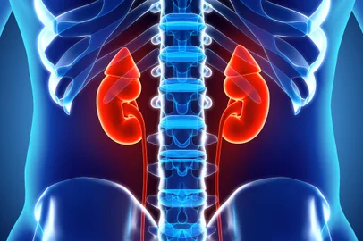 Ilustração 3D do sistema urinário, corpo humano, orgãos. (Foto: yodiyim  / stock.adobe.com)Fonte: 166547671<!-- NICAID(14352591) -->