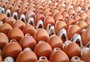 Como empresa gaúcha se tornou a primeira a bater média mundial em produção de ovos