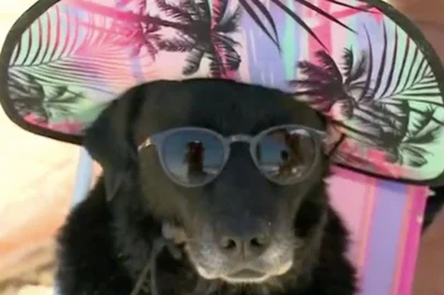Laika, cão de SC que virou meme na internet<!-- NICAID(14981663) -->