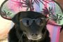 Laika, cão de SC que virou meme na internet<!-- NICAID(14981663) -->