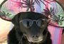 Cachorra de óculos de sol e chapéu curtindo praia em SC vira meme nas redes sociais