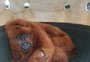 Treinamento ajuda policiais a aprimorar resgate de animais silvestres em Passo Fundo