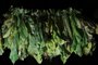 VENÂNCIO AIRES, RS, BRASIL, 15-11-2016: Vara de fumo para secagem na propriedade de Sérgio Frey, em Linha Cecília. A família ainda planta fumo, mas diversificou a produção com hortaliças e a criação de galinhas para a produção de ovos. (Foto: Mateus Bruxel / Agência RBS)<!-- NICAID(12567890) -->