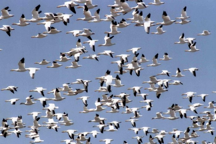 Mostra Ecofalante / Divulgação