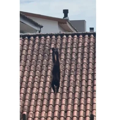 O animal foi flagrado por uma câmera de segurança andando tranquilamente pela rua. Ele foi visto também em cima do pergolado de uma cafeteria, no quintal de uma casa e até no telhado da Casa Amarela, um casarão histórico do início do século XX que foi tombado pelo município.<!-- NICAID(16242858) -->