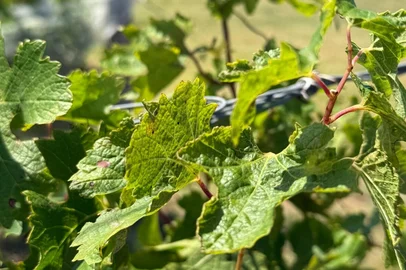 Produtores de uva do Rio Grande do Sul estão sofrendo prejuízos incalculáveis em seus vinhedos devido à deriva do 2,4D, aplicado nos campos antes do plantio da soja. <!-- NICAID(15979553) -->