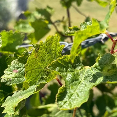 Produtores de uva do Rio Grande do Sul estão sofrendo prejuízos incalculáveis em seus vinhedos devido à deriva do 2,4D, aplicado nos campos antes do plantio da soja. <!-- NICAID(15979553) -->