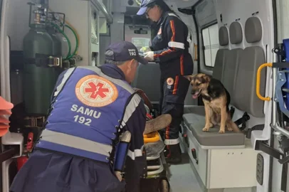 Animal acompanha dono na ambulância<!-- NICAID(16033981) -->