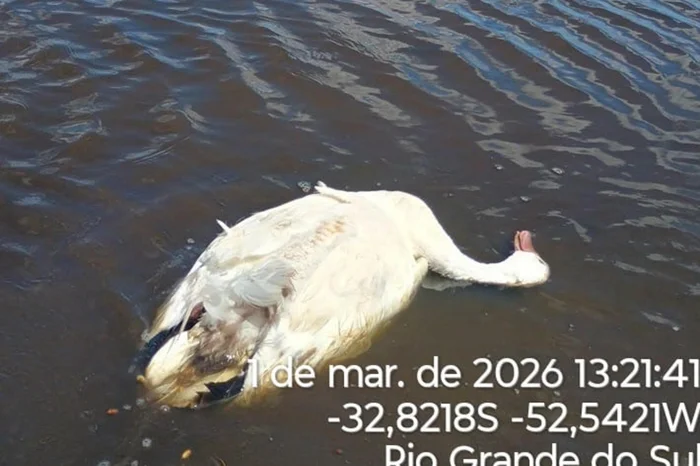 Divulgação / EESC TAIM/ICMBIO