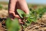 Plano Safra da agricultura familiar 2023/24 destinará R$ 71,6 bilhões ao crédito rural