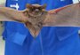 Após primeiro caso de raiva em morcego em Caxias do Sul, saiba o que fazer ao encontrar os animais em casa