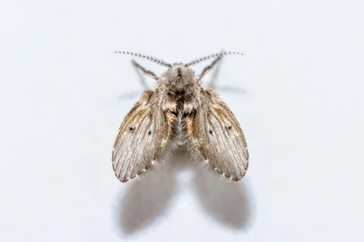 Mosca, inseto, animal,. Foto: Nitin Chandra   /   stock.adobe.comLocal: New DelhiIndexador: Nitin ChandraFonte: 236989278<!-- NICAID(14556366) -->