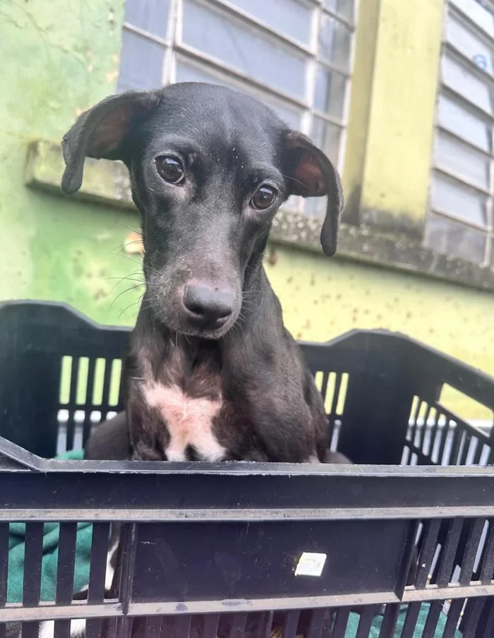 Animais resgatados das enchentes no RS estão sendo enviados para abrigos.