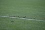 Porto Alegre, RS, Brasil, 12/11/2023 - Grêmio vs Corinthians na Arena - Foto: Lauro Alves/Agência RBS<!-- NICAID(15595167) -->