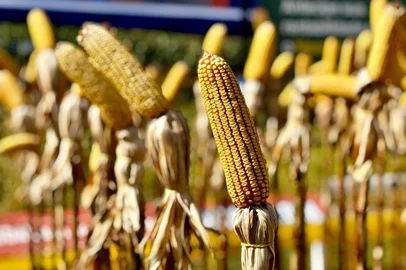 Milho hiperprecoce possibilita ao produtor rural ampliar a renda na mesma área de plantio<!-- NICAID(16241741) -->