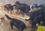 VÍDEO: cerca de cem cães são resgatados de abrigo inundado em Alvorada