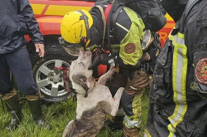 Mais um cachorro é resgatado no Cânion Fortaleza nesta quarta-feira (12), em Cambará do Sul. Na terça (11), um galgo chamado Cabeça também tinha sido localizado. <!-- NICAID(15994360) -->