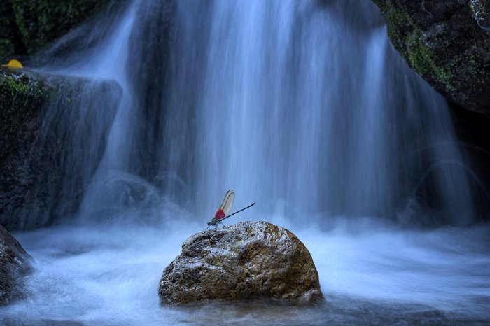 Yong Miao / Close-up Photographer of the Year / Divulgação Yong Miao / Close-up Photographer of the Year / Divulgação