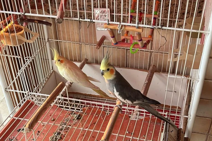 LUIZ MEZZOMO / ARQUIVO PESSOAL