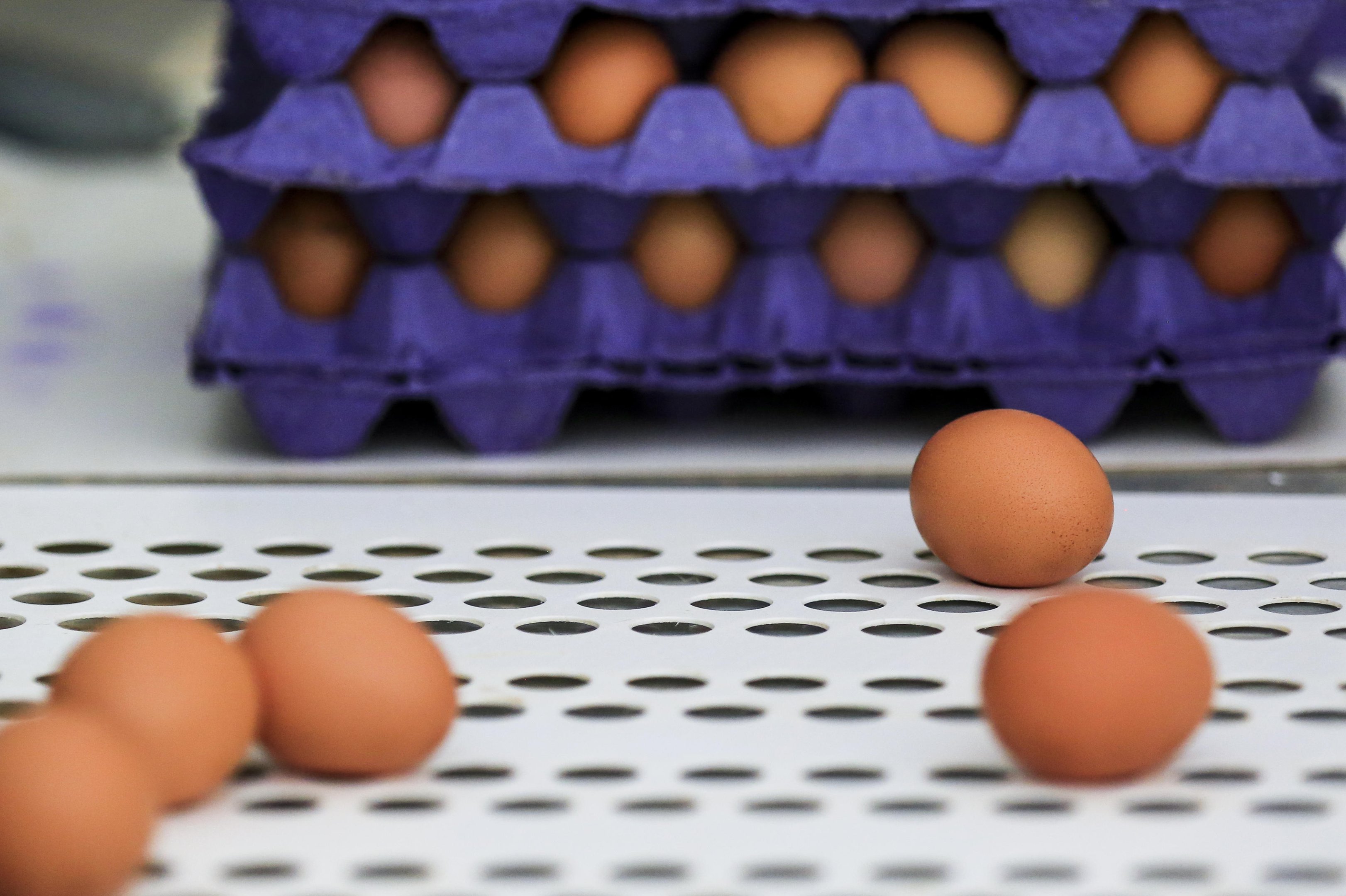 O pa&iacute;s que mais aumentou as compras de ovos do Brasil em janeiro (e n&atilde;o foram os EUA)