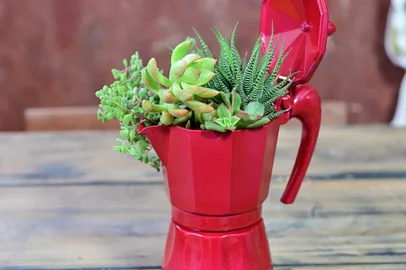 Coluna da Maysa Bonissoni - DIY cafeteira italiana se transforma em vaso de suculentas<!-- NICAID(15500243) -->