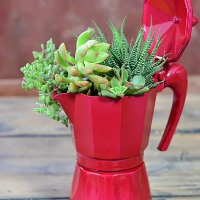 Coluna da Maysa Bonissoni - DIY cafeteira italiana se transforma em vaso de suculentas<!-- NICAID(15500243) -->