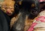 Cadela desenvolve gravidez psicológica e adota filhote de gato em Porto Alegre